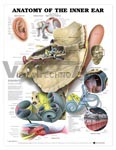 Anatomy of the Inner Ear Anatomical Chart